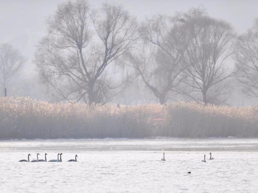 Tarian Burung Swan Indahkan Pemandangan di Paya Sungai Kuning