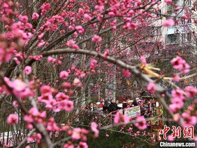 梅が開花し、春の香りに包まれる重慶市