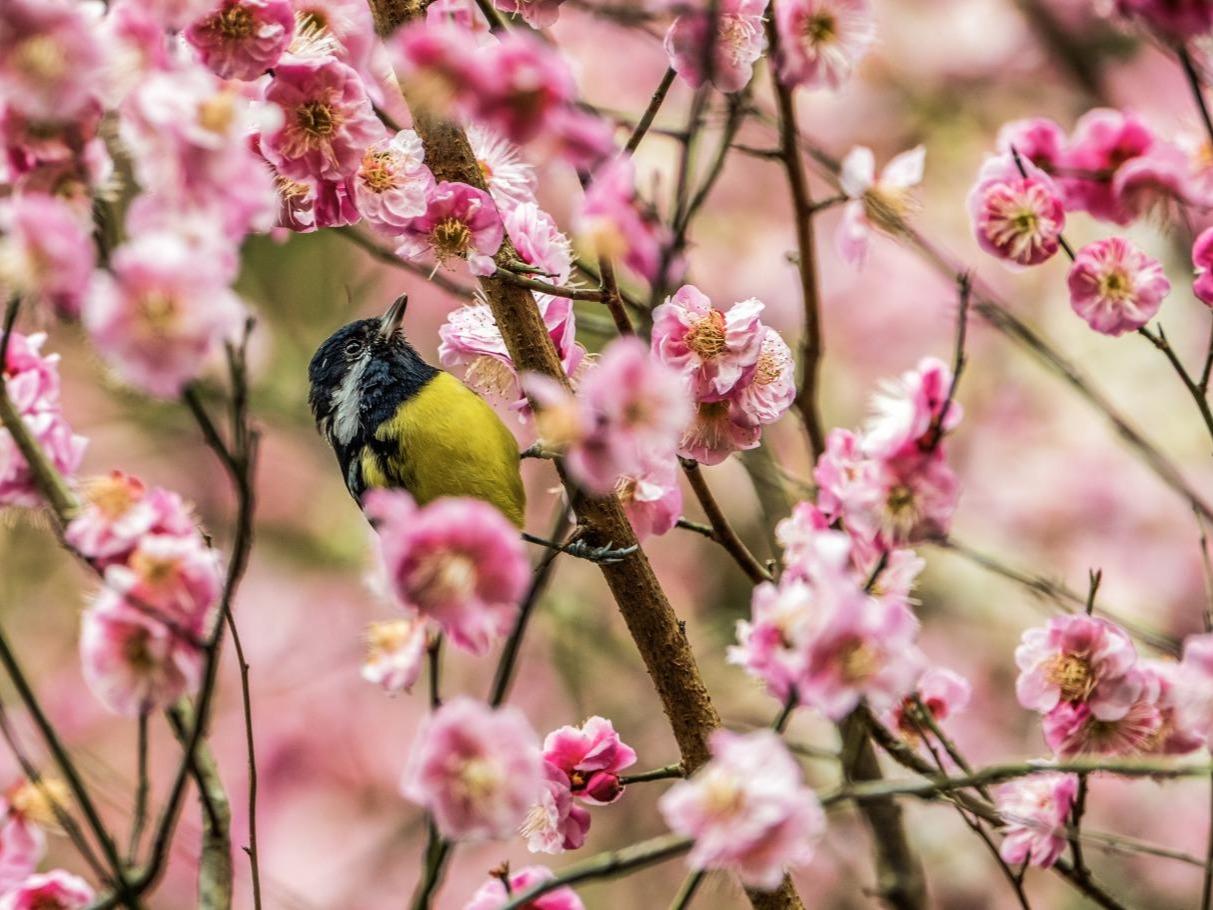 Burung Berkicau Merdu dan Bunga Berkembang Mekar Pada Awal Musim Bunga