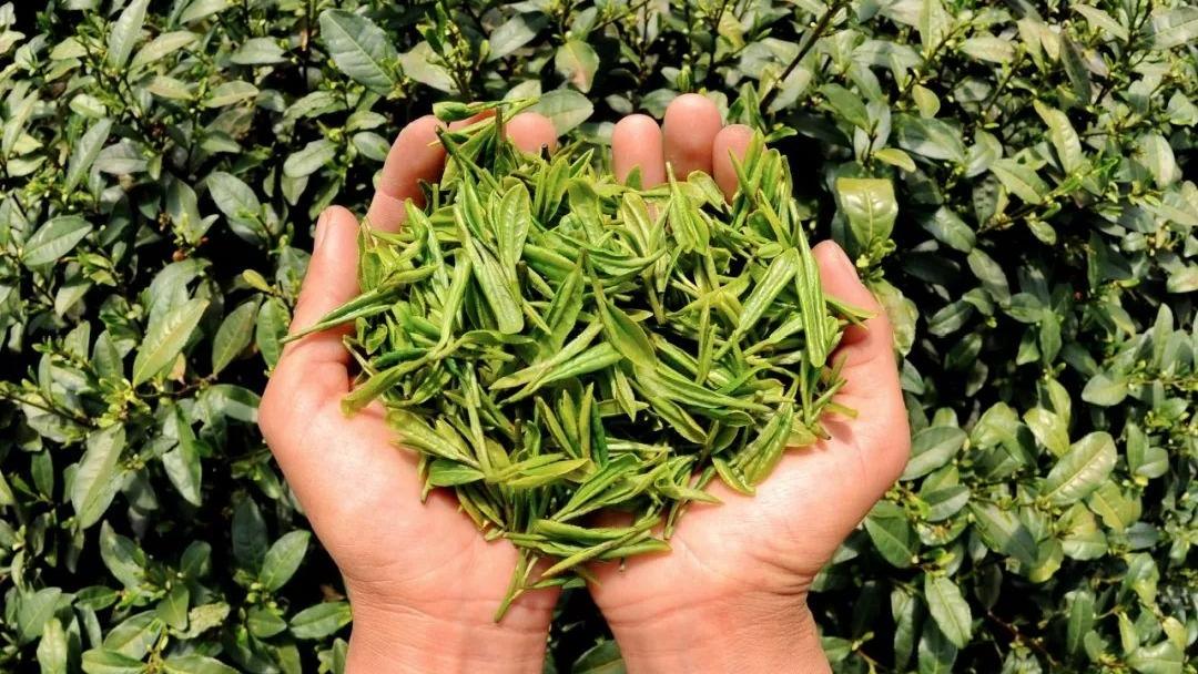 رشد صادرات چای چین در سال 2022ا