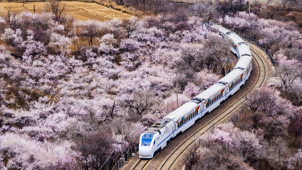 زیباترین بهار با« قطار شکوفه‌ها»