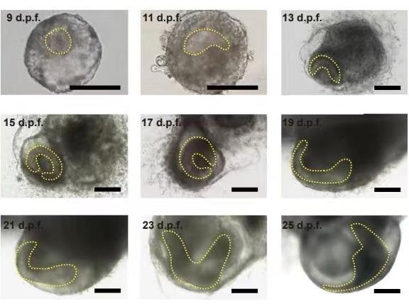 中米の科学チーム カニクイザル胚の体外25日間培養に成功