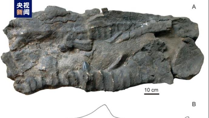 古代魚　巨大　化石　博物館級 間違いなく「過去一」のサイズと保存状態を誇る、博物館級の