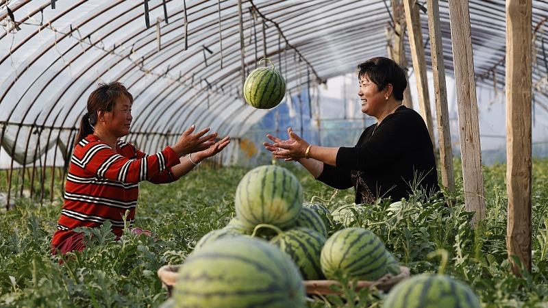 تصاویری از برداشت هندوانه توسط کشاورزان چین