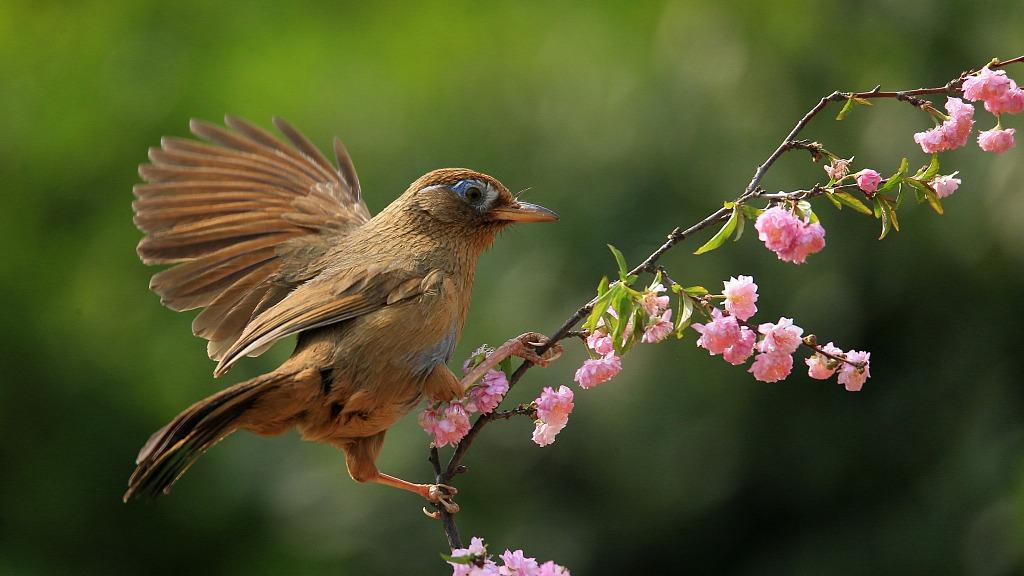زیباتر شدن شهر «گوانگ جوئو» با ورود پرندگان مهاجرا