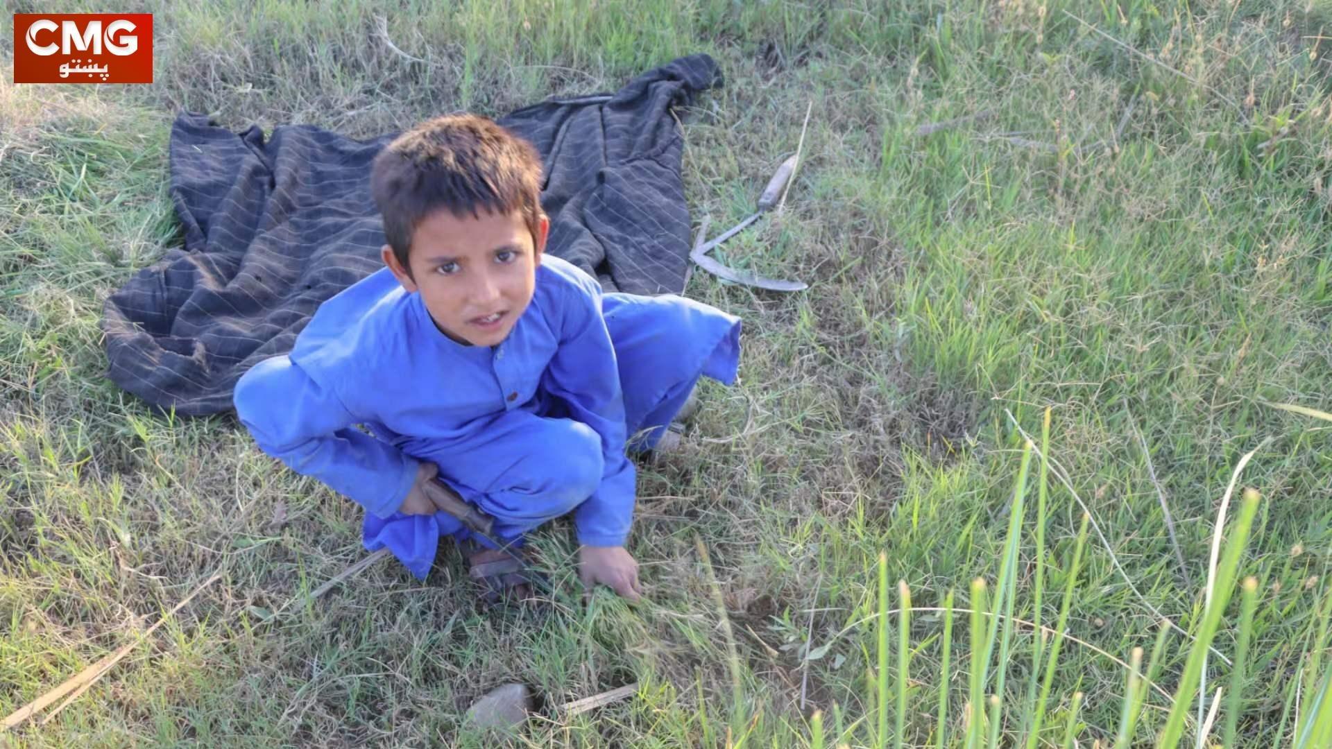 کوچنی افغان ماشوم په خپله کرونده کې
