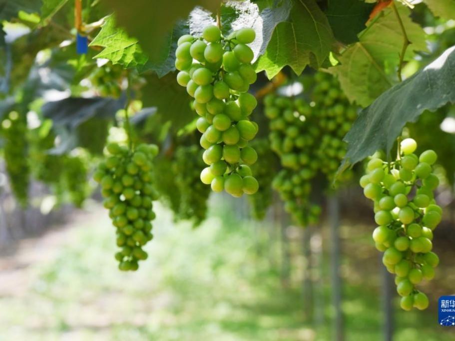 Buah Anggur Berjaya Tingkatkan Pendapatn Petani