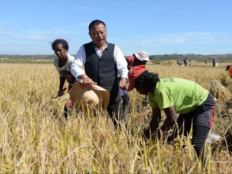 China Bantu Madagascar Majukan Penanaman Padi Hibrid
