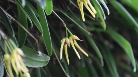 中国四川省でラン科植物の新種を発見