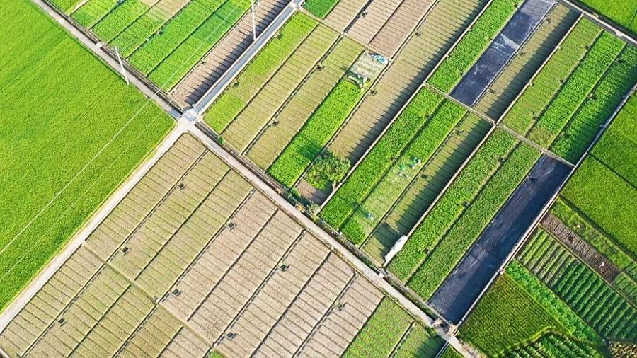 تأکید شی جین پینگ بر ضرورت تقویت حفاظت از زمین های کشاورزی در دومین جلسه کمیسیون مرکزی مالی و اقتصادی چینا