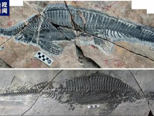 研究者　湖北省で恐竜と同時代の最古のろ過摂食海生爬虫類化石を発見