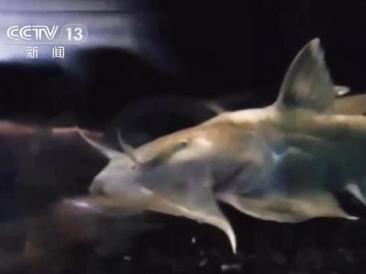 瀾滄江唯一の肉食性怪魚 約50年ぶり発見