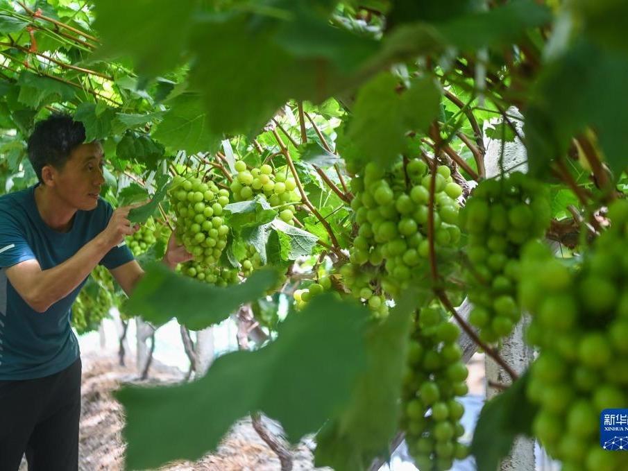 Tanaman Anggur Menyerlah dalam Perkembangan Pertanian Moden