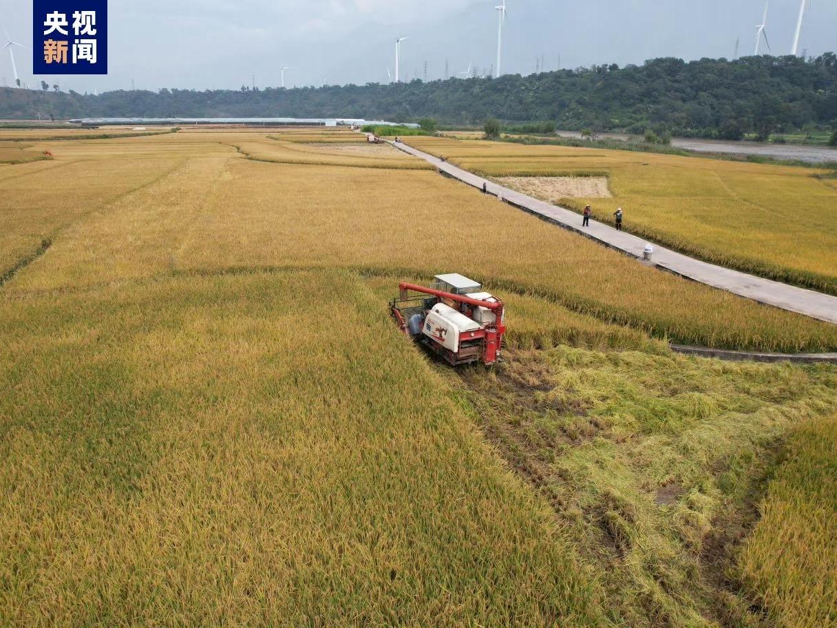 袁隆平氏研究開発のスーパー・ハイブリッド水稲　1ムー当たり生産量が世界新記録の1251.5キロに