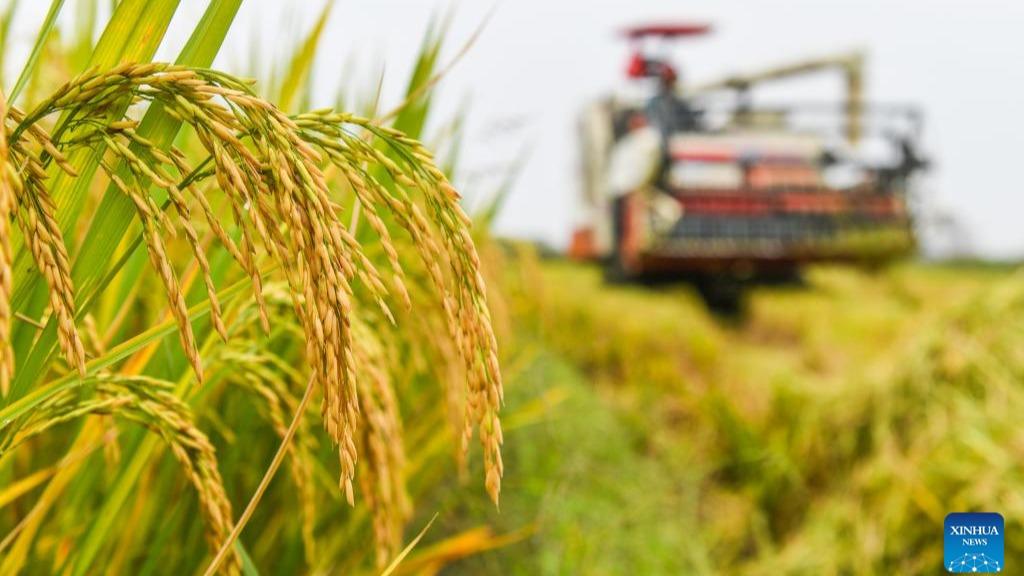 برداشت محصولات پاییزی در اقصی نقاط چینا