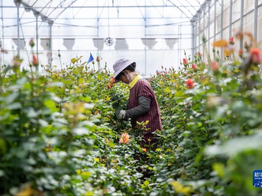 Industri Bunga Memacu Pertumbuhan Ekonomi Bandar Chuxiong
