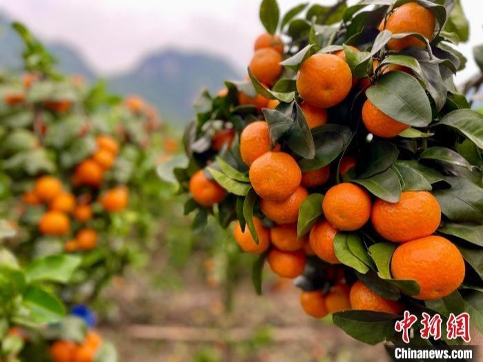 Buah Tangerin Lonjak Pendapatan Pekebun Guangxi