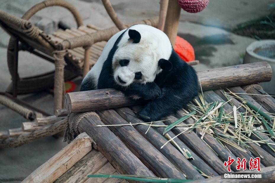 Rumah Panda Gergasi Paling Utara di China