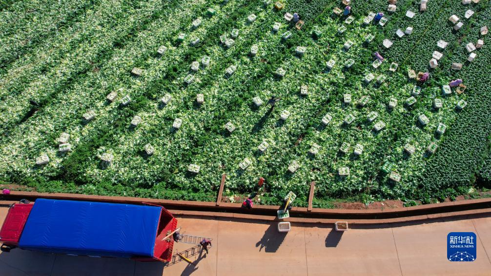 Petani Yunnan Sibuk Petik Sayur untuk Bekalan Pasaran Seluruh Negara