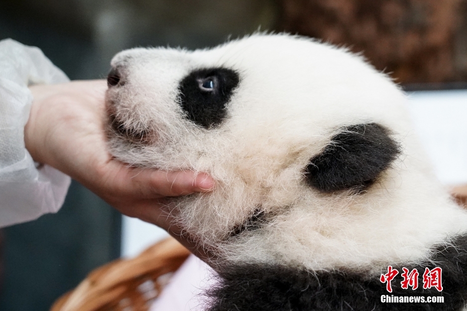 Bayi Panda Gergasi yang Dilahirkan di Moscow Dinamakan Katyusha