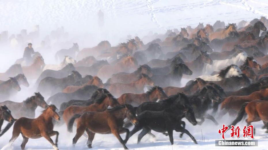 تاخت و تاز صدها اسب در مزرعه برفی