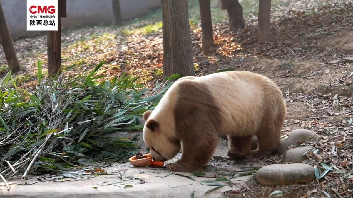 世界に1頭だけの茶色パンダ「チーザイ」 笹の葉に強いこだわり