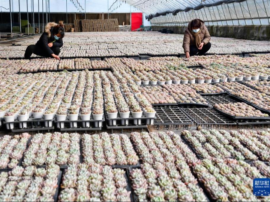 Peningkatan Pendapatan Petani Berkat Industri Penanaman Succulents