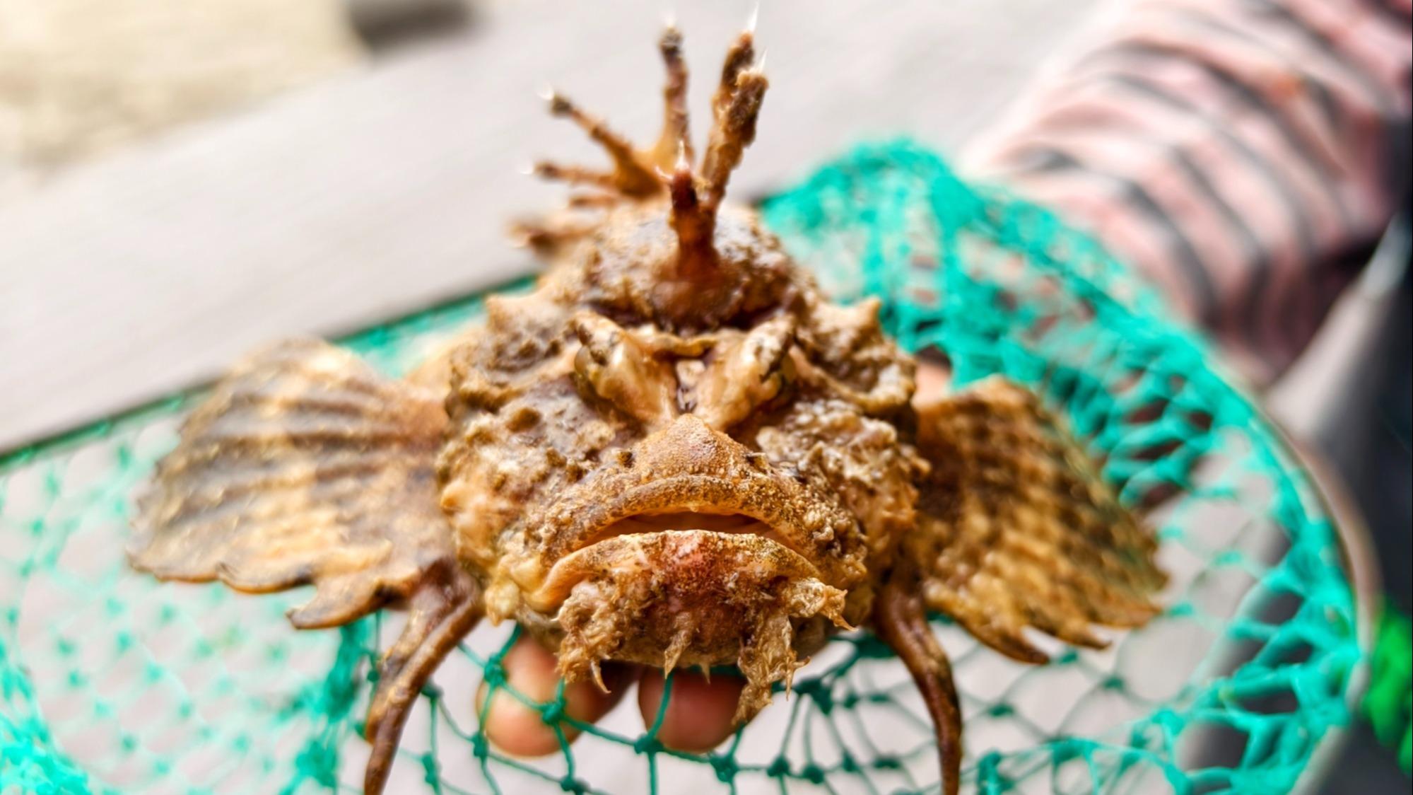 中国東部寧海湾 漁師が「珍魚・オニダルマオコゼ」を捕獲