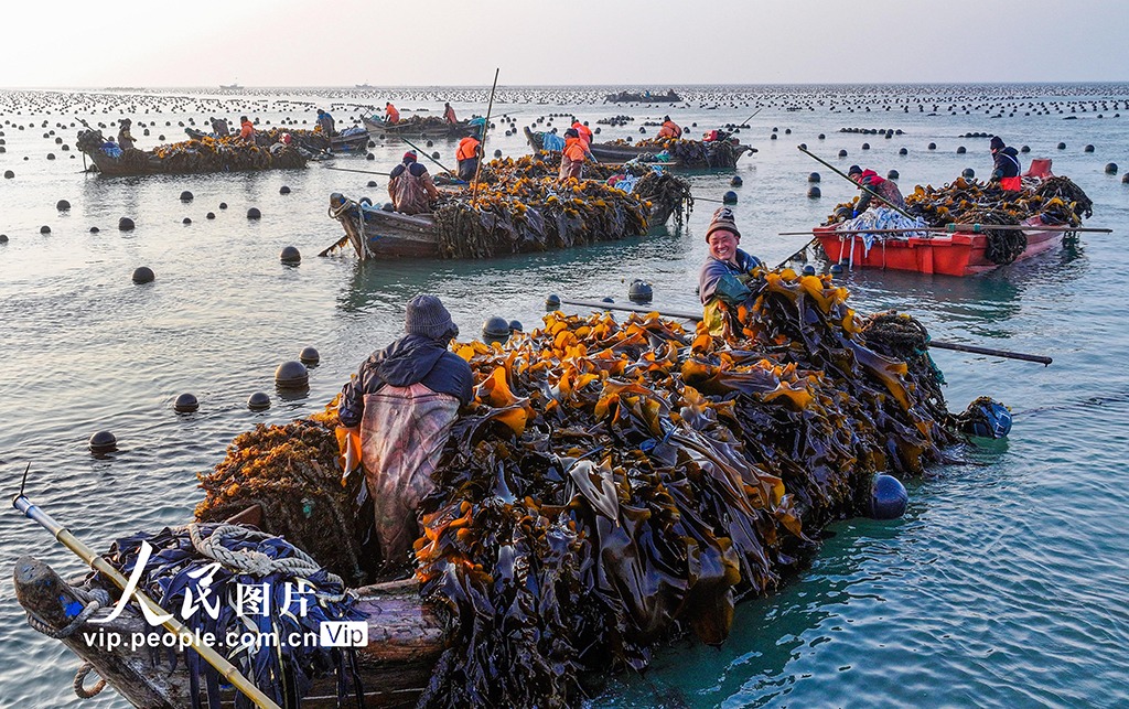 صید ماهی پلپ در شرق چین