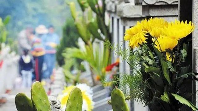 نگاهی به برگزاری سبزتر روز یادبود درگذشتگان در سراسر چینا