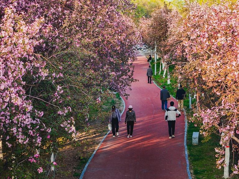 Jom Nikmati Kecantikan Bunga Begonia di Xinjiang