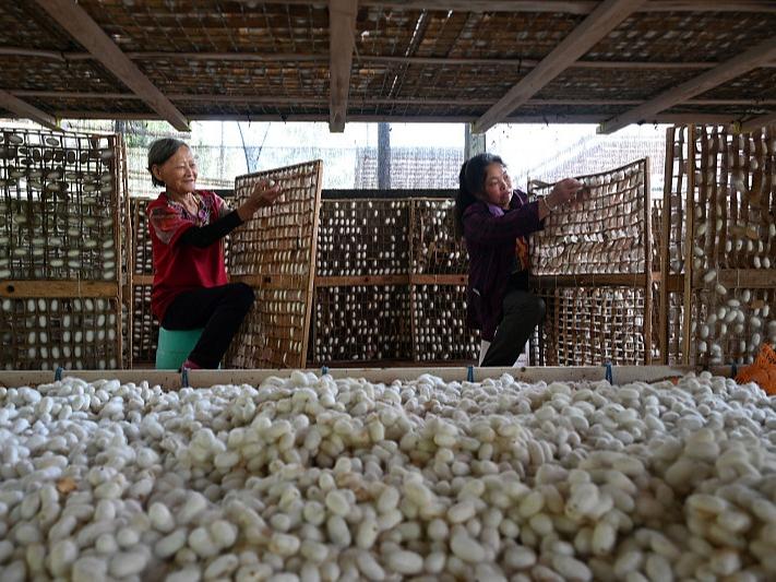 Industri Penternakan Ulat Sutera Berkembang Baik di Sichuan