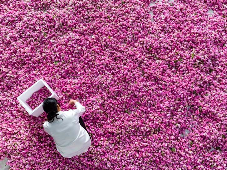 Tuaian Bunga Mawar di Jiangsu Bantu Petani Tambah Pendapatan