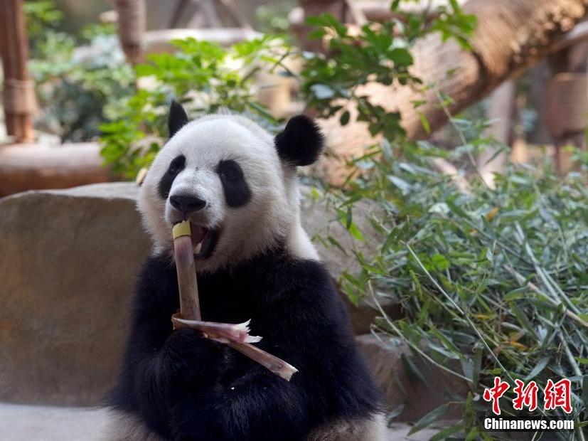 Aksi Panda Gergasi Cuit Hati
