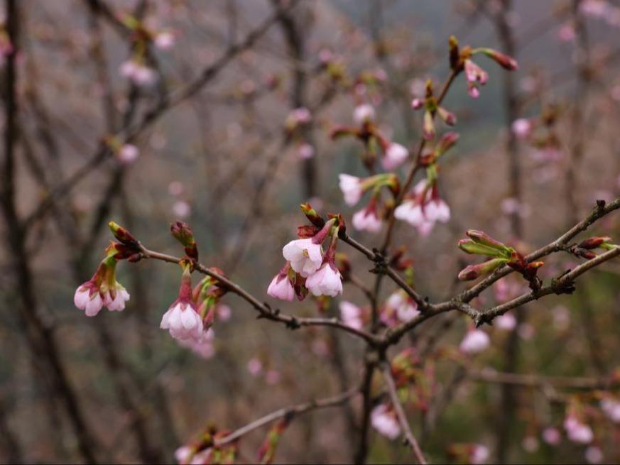 桜の新種「全州桜」発見＝広西チワン族自治区