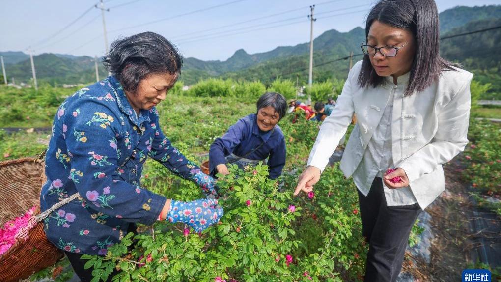 Perintis Ekopelancongan Berunsurkan Tanaman Bunga Mawar di Hangzhou