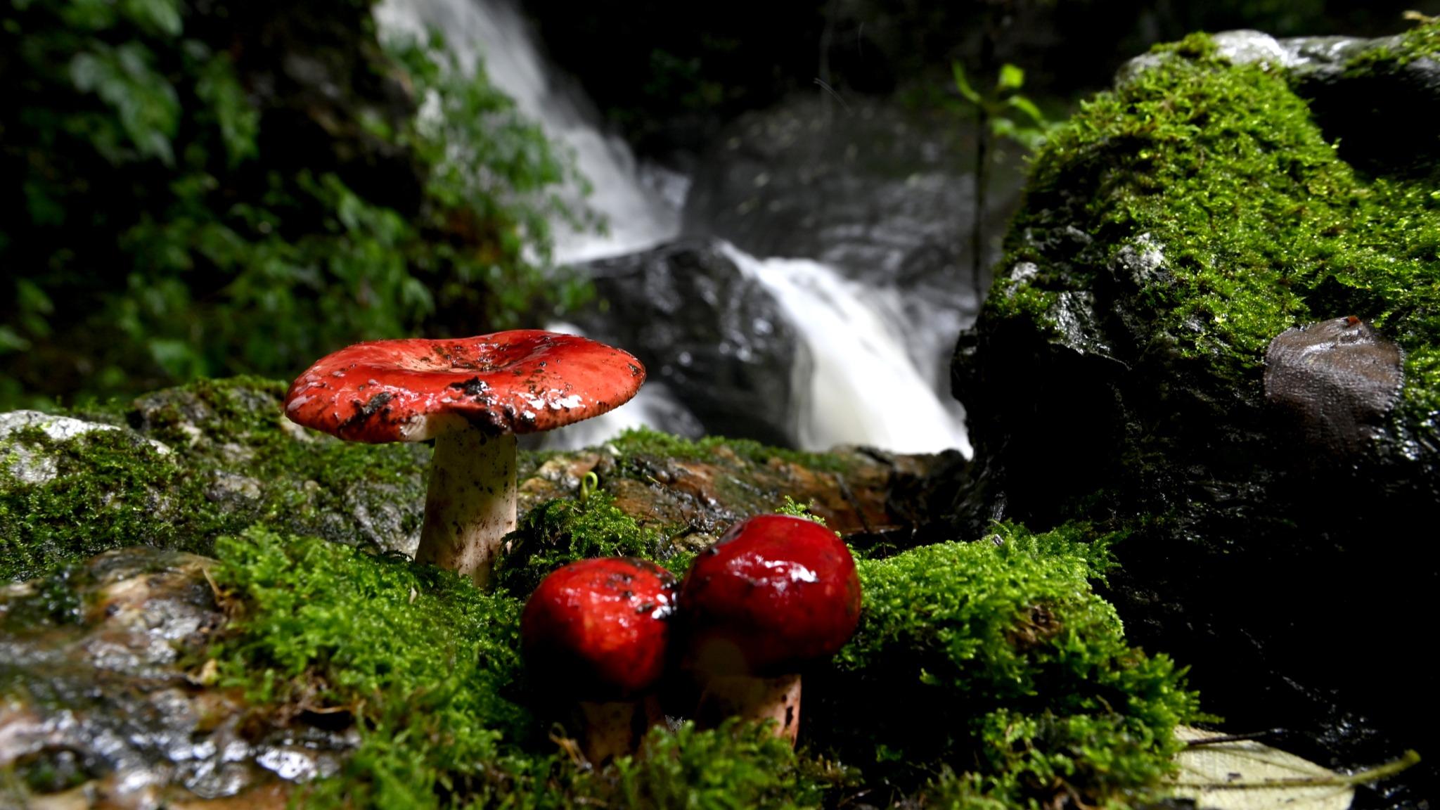 Duży czerwony grzyb z prowincji Yunnan