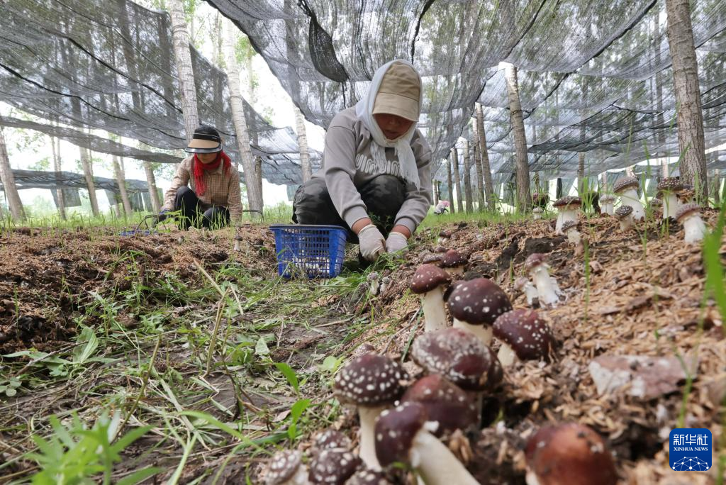 Ekonomi Bawah Hutan Jana Pendapatan Petani