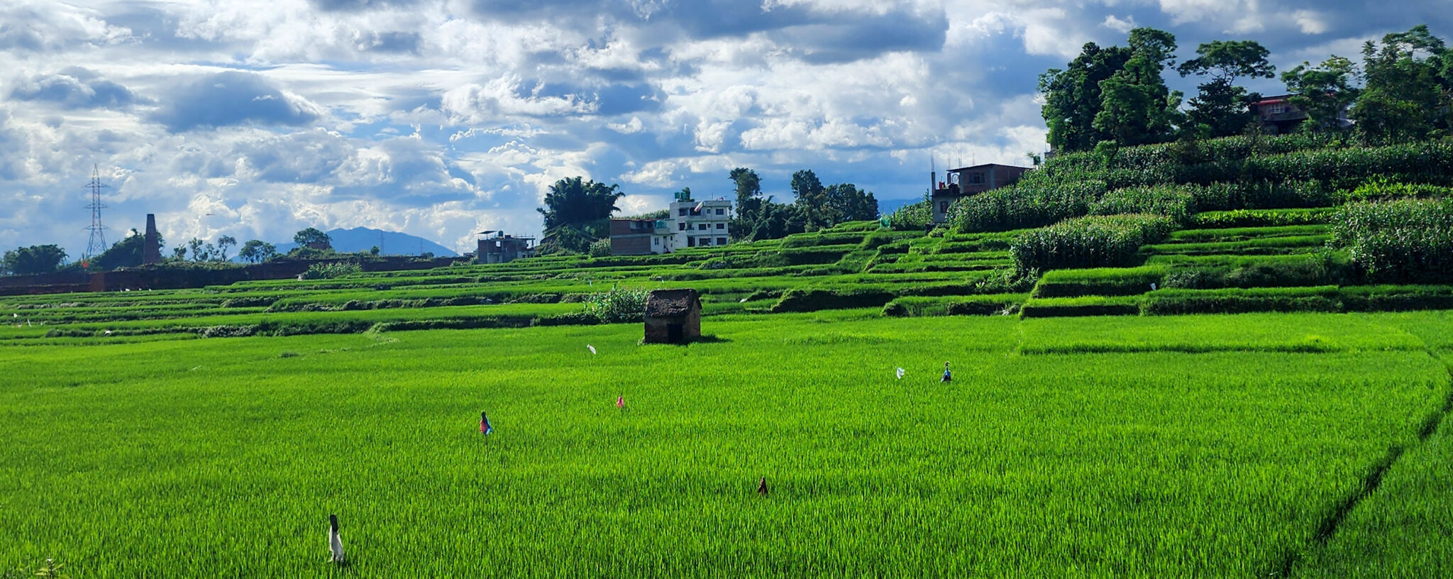 मनसुनले साथ दिँदा नेपालमा ९६ प्रतिशत रोपाइँ सम्पन्न