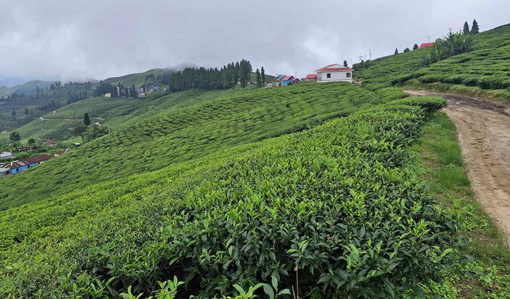 नेपाली अर्थोडक्स चियाको बजारीकरणका लागि ‘चिया प्रतिस्पर्धा’