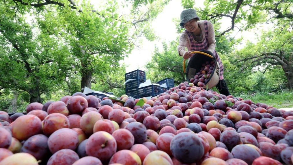 Menuai Plum di Jinzhou