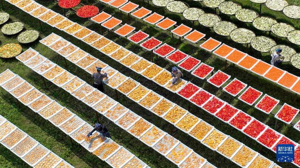 Taburan Tuaian yang Berwarna-warni di Jiangxi