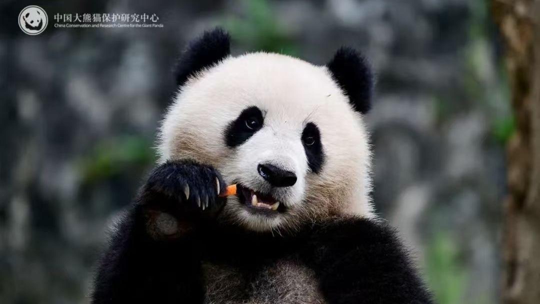 Panda Gergasi Bao Li dan Qing Bao akan ke Zoo Washington