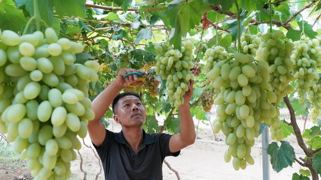 Semakin Banyak Tanaman Jenis Baharu dalam Perkebunan Anggur di Changli