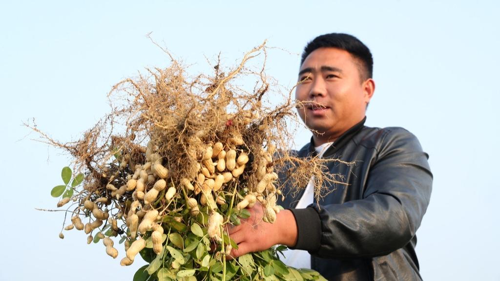 Yin girbin gyada da sayar da su a lardin Anhui