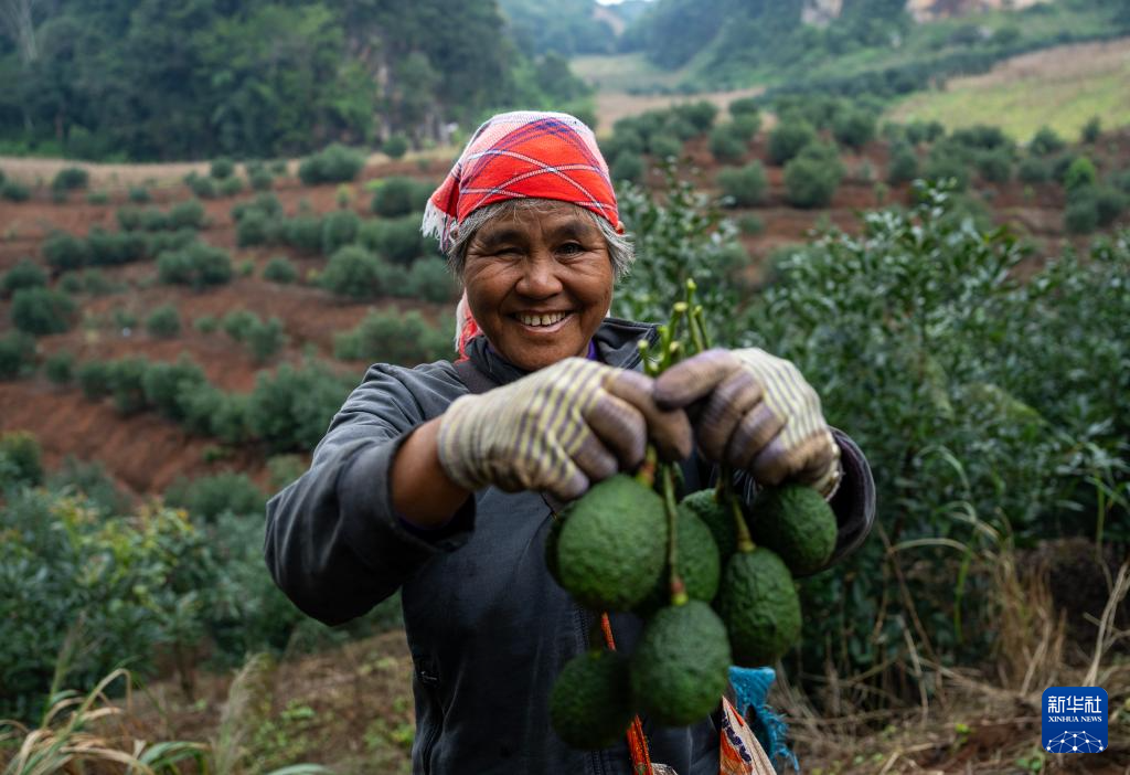 Tiba Musim Petik Avokado di Menglian