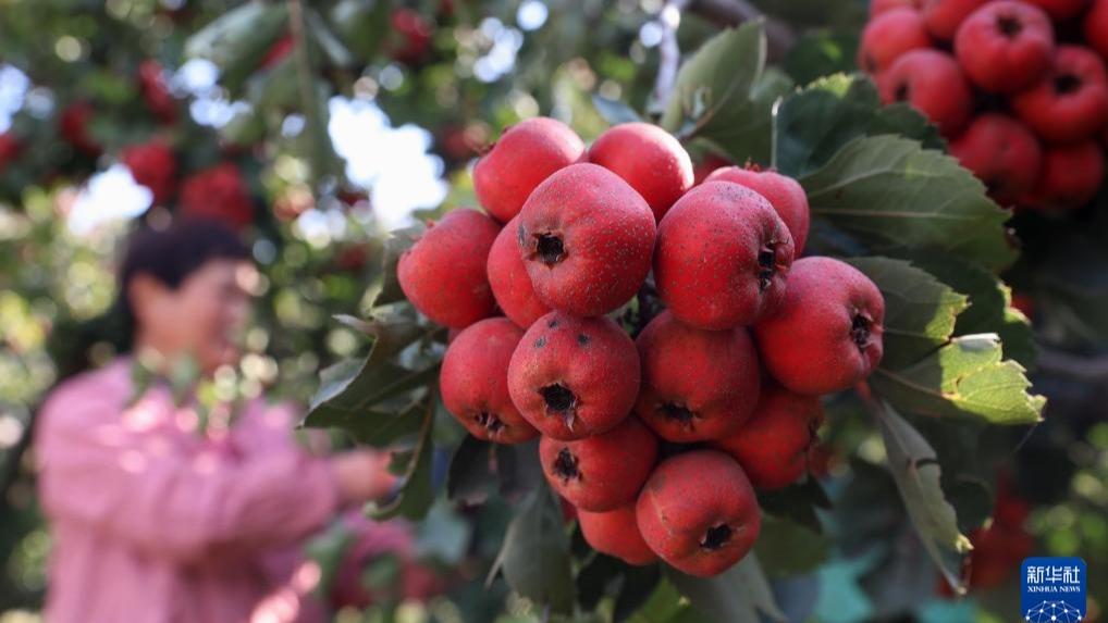 Buah Hawthorn Bawa Pendapatan Lumayan