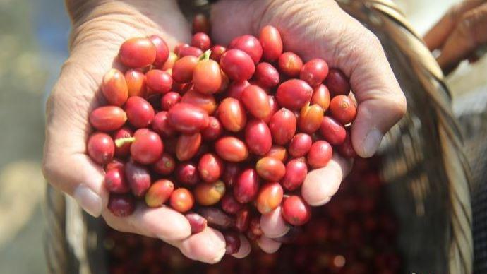 Baoshan in Yunnan – Chinas „führendes Kaffeedorf“