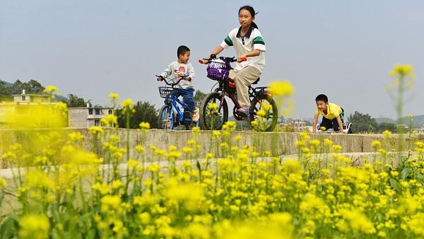 Bunga Sesawi Bermekaran di Guangxi