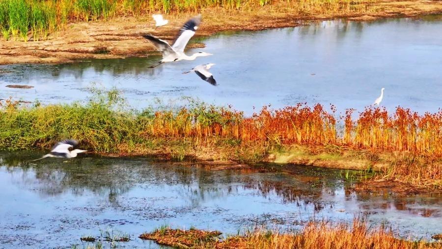 Burung Bangau Main di Tanah Paya, Serlah Pemandangan Bak Lukisan